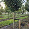 Prunus laur. Caucasica - 1