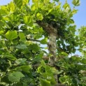 Platanus hispanica - 4