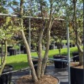 Quercus Suber - Foto 4