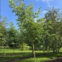 Juglans regia 'Lange van Lod' - Foto 1