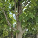 Acer Rubrum 'Brandywine' - Foto 2