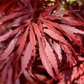 Acer palmatum 'Jerre Schwartz' - Foto 1