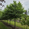 Styrax japonicus - 1