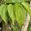 Heptacodium miconioides - 6