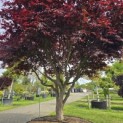 Acer palmatum 'Bloodgood' - 7