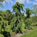 Cedrus deodara 'Pendula' - 2