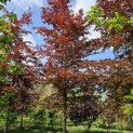 Fagus sylvastica 'Atropunicea' - Foto 1