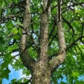 Liquidambar styraciflua - kroon