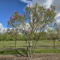 Magnolia 'Susan' - 1