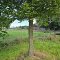 Carpinus Betulus - 2