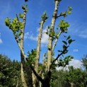 Platanus x Hispanica - 5