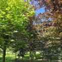 Fagus sylvatica 'Riversii' - 4