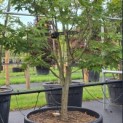 Acer palmatum 'Osakazuki - 3