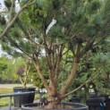 Pinus sylvestris 'Watereri' - Foto 1