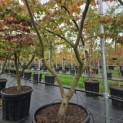 Parrotia persica - 4