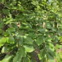 Fagus sylvatica - 2