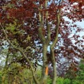 Fagus sylvatica 'Atropunicea' - Afbeelding 1