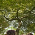 Acer palmatum 'Dissectum' - Foto 1