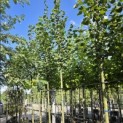 Tilia x europaea 'Pallida' - Foto 2