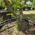 Gleditsia triacanthos ‘Sunburst' - Foto 1