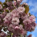 Prunus serrulata 'Kanzan' - 4