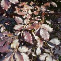 Fagus sylvatica 'Atropunicea' - Foto 1