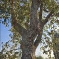 Quercus Suber - 4