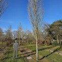 Acer rubrum 'Scanlon' - 1