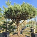 Pinus sylvestris 'Watereri' - Foto 2