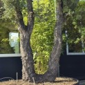 Quercus Suber - 5