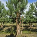 Pinus sylvestris - 2