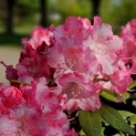 Rhododendron Yakusmanum'Marlis' - Foto 3