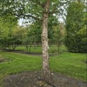 Betula Nigra - 4