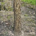 Gymnocladus dioica - 5