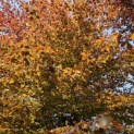 Fagus sylvatica 'Atropunicea' - 2