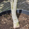 Acer palmatum 'Jiro-shidare' - 5