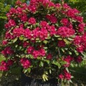 Rhododendron 'Nova Zembla' - Foto 1