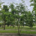 Gleditsia triacanthos ‘Inermis' - 2