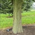 Carpinus Betulus - 3