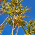 Acer palmatum 'Bi-hoo' - impressie herfstverkleuring