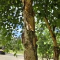 Betula nigra - 4