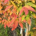 Acer Triflorum - Foto 4