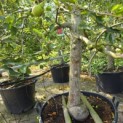 Malus domestica 'Jonagold' - Foto 2