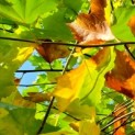 Platanus x hispanica - Foto 1