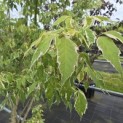 Acer negundo 'Flamingo' - Foto 3