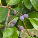 Nyssa sylvatica - 1