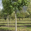 Liquidambar styraciflua 'Palo Alto' - Foto 6