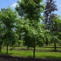Liquidambar styraciflua - 6