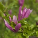 Magnolia 'Susan' - 2