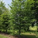 Carpinus betulus - 2